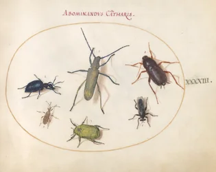 Plansch 43: en grå långhorning med gyllene blommor(?), renfanebagge(?), kackerlacka, bladfoting och andra insekter