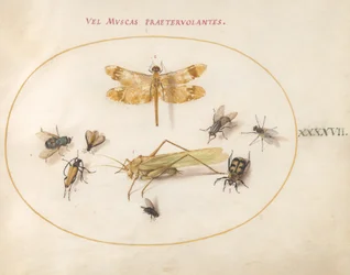 Tallrik 47: En trollslända, en gräshoppa, husflugor, en kadaverbagge, en långhornsbagge med blommor och andra insekter