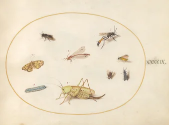 Tallrik 49: En gräshoppa, en larv, en fjäril, en mal och andra insekter