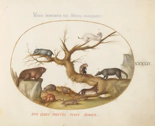 Plåt 49: murmeldjur, hamstrar, råtta, fältmus, smus och en Coatimundi