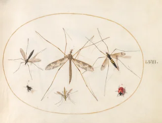 Skylt 57: En nyckelpiga, en fluga och fyra andra insekter