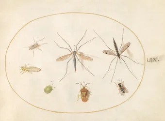Skylt 59: Sju insekter, inklusive en hagtornssköldbugg, tranflugor och en svävfluga