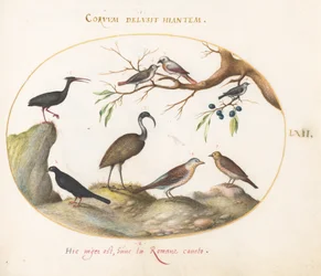 Skylt 62: Northern Bald Ibis och Glossy Ibis med andra fåglar