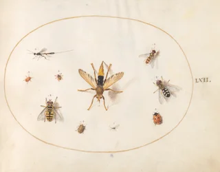 Plansch 62: tio insekter