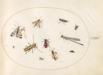 Plåt 64: Elva insekter, inklusive en trollslända och långhornsbagge