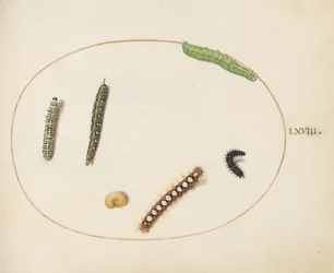 Skylt 68: Leafy Spurge Hawkmoth Caterpillar, Mullein Moth Caterpillar och andra larver