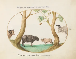 Tavla 6: En sort oxar med en bagge och en vattenbuffel(?) vid en platan