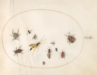 Skylt 72: Shield Bug, Cinnamon Bug, Geting och andra insekter