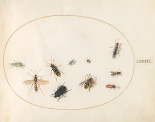 Tallrik 73: Tio insekter