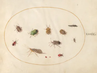 Skylt 79: Tolv insekter, inklusive sköldbuggar