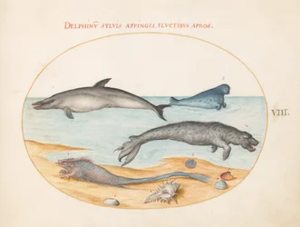 Plåt 8: En delfin, två sälar, en brethmechin och skal