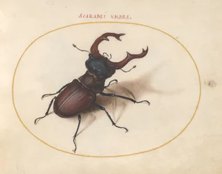 Scarab skalbagge, c.1575-80