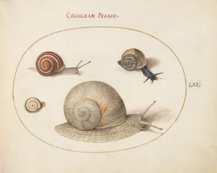 Snigel, c.1575-80