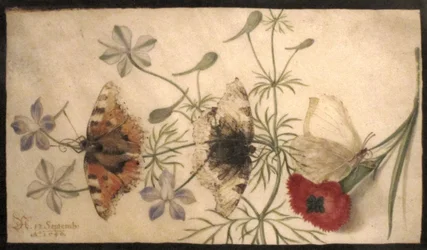 Studier av blommor och fjärilar