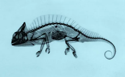 Historisk röntgenbild av en kameleont (Trioceros cristatus) 1896 (foto)