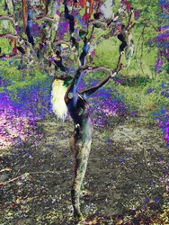 Blått träd