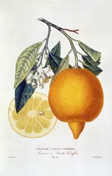 Citrus: orange växt med blomma. ”Apelsinträd med barrfrukt; Arancio a frutto barrträd”: Hel apelsin- och apelsinskiva. Botaniskt diagram hämtat från boken "Natural History of Orange Trees" av Joseph Antoine Risso och Pierre Antoine Poiteau