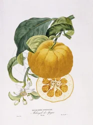 Natural History of Orange Trees, 1818-20