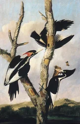 Elfenbensnäbbad hackspett, ca. 1830-31.