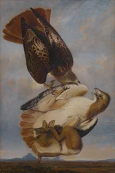 Red Tailed Hawk
