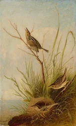 Spetsstjärtad fink, 1831-1833.