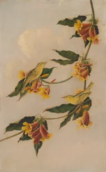 Gul kärrsångare