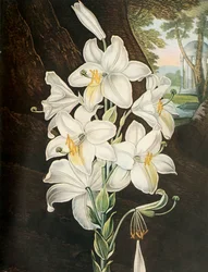 The White Lily, c1800, 1948.