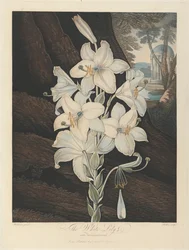 The White Lily with Variegated-Leaves, 1800, från Robert John Thornton, 