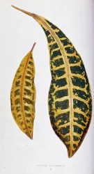 Croton leaf variegata. Botanisk tavla i "" Växter med färgglatt bladverk. Samling av de mest anmärkningsvärda arterna som används för att dekorera trädgårdar, växthus och lägenheter, av Edward Joseph Lowe och W. Howard, medlemmar av London Horticulture Soc