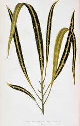 Crotonblad variegatum angustifolium. Botanisk tavla i "" Växter med färgglatt bladverk. Samling av de mest anmärkningsvärda arterna som används för att dekorera trädgårdar, växthus och lägenheter, av Edward Joseph Lowe och W. Howard, medlemmar av London Ho