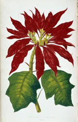 Blomma och blad av julstjärnan Pulcherrima. Botanisk tavla i "" Växter med färgglatt bladverk. Samling av de mest anmärkningsvärda arterna som används för att dekorera trädgårdar, växthus och lägenheter, av Edward Joseph Lowe och W. Howard, medlemmar av Lo