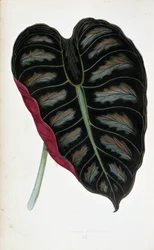 Blad av Alocasia metallica. Botanisk tavla i "" Växter med färgat bladverk. Samling av de mest anmärkningsvärda arterna som används för att dekorera trädgårdar, växthus och lägenheter, av Edward Joseph Lowe och W. Howard, medlemmar av London Horticulture S