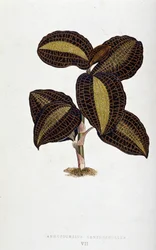 Blad av Anoectochilus Xantophyllus. Botanisk tavla i "" Växter med färgglatt bladverk.