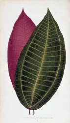 Blad av Cyanophyllum Magnificum. Botanisk tavla i "" Växter med färgglatt bladverk.