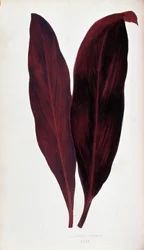 Blad av Dracaena ferrea i "" Växter med färgglatt bladverk. Samling av de mest anmärkningsvärda arterna som används för att dekorera trädgårdar, växthus och lägenheter, av Edward Joseph Lowe och W. Howard, medlemmar av London Horticulture Society. Översatt