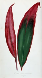 Blad av Dracaena ferrea versicolor. Botanisk tavla i "" Växter med färgglatt bladverk.