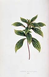 Blad av Sonerila margaritacea. Botanisk tavla i "" Växter med färgglatt bladverk. Samling av de mest anmärkningsvärda arterna som används för att dekorera trädgårdar, växthus och lägenheter, av Edward Joseph Lowe och W. Howard, medlemmar av London Horticul