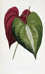 Yamblad i 2 färger (Dioscorea discolor). Botanisk tavla i "" Växter med färgglatt bladverk. Samling av de mest anmärkningsvärda arterna som används för att dekorera trädgårdar, växthus och lägenheter, av Edward Joseph Lowe och W. Howard, medlemmar av Londo
