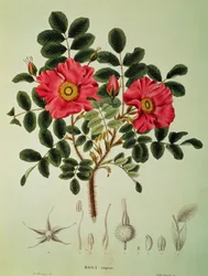 Rosa rugosa, från "Flora Japonica", Vol 1, av von Siebold och Zuccarini