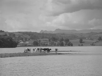 En grupp kor som står på en sandbank i Esthwaite Water