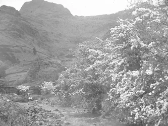 Flod med blommande träd längs stranden och Langdale Pike i bakgrunden