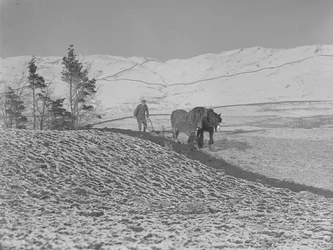 Två hästar plöjer i Lune Valley