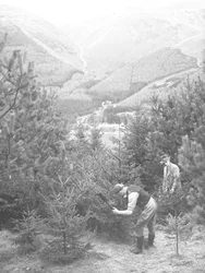 Två män fäller en julgran med yxa med Thirlmere i bakgrunden