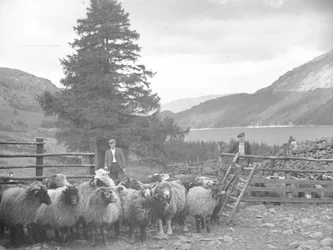 Två herdar med en flock får och Thirlmere bakom
