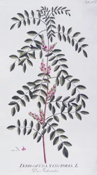 True indigo (Indigofera tinctoria) av Joseph Jacob von Plenck (1735-1807), från Icones plantarum medicinalium, Wien