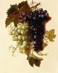 Klasar av gröna och röda druvor upphängda i ett rep, c.1796