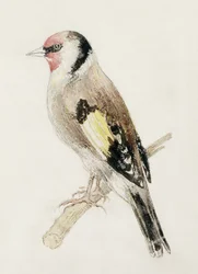 Goldfinch, från The Farnley Book of Birds, c.1816 (penna och akvarell på papper)