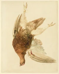 Grouse, från The Farnely Book of Birds, c.1816 (penna och akvarell på papper)