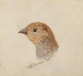 Partridge, från The Farnley Book of Birds, c.1816 (penna och akvarell på papper)