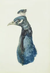Påfågel, ur The Farnley Book of Birds, ca 1816